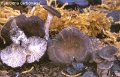 Faerberia carbonaria-amf383